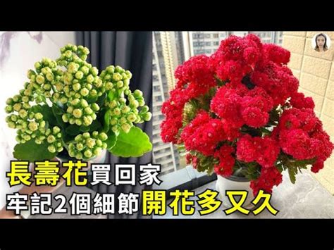 長壽花寓意|長壽花語大揭祕，深入瞭解長壽花，開運吉祥好運齊來